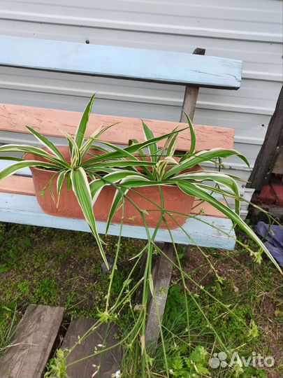 Хлорофитум