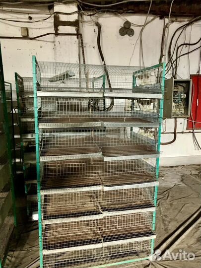 Икуботор для яиц Блиц База перепелок и др