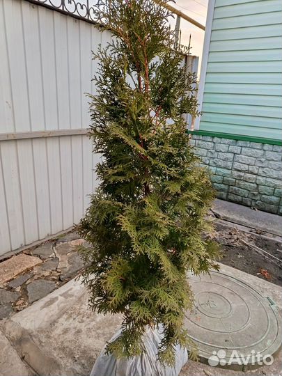 Туя пирамидальная