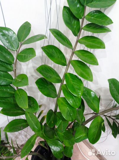 Замиокулькас долларовое дерево