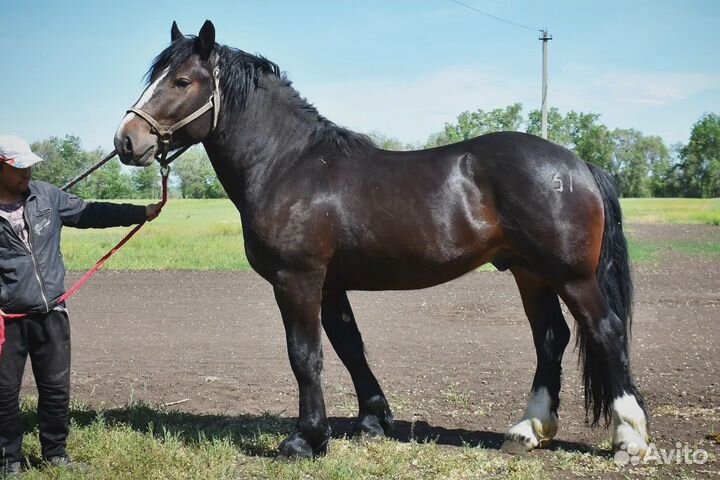 Жеребец тяжеловоз