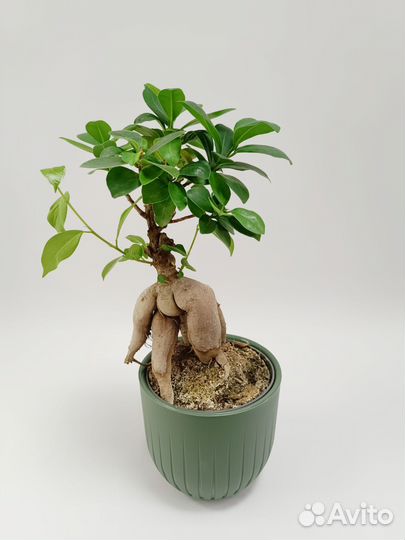 Фикус Микрокарпа Гинсенг