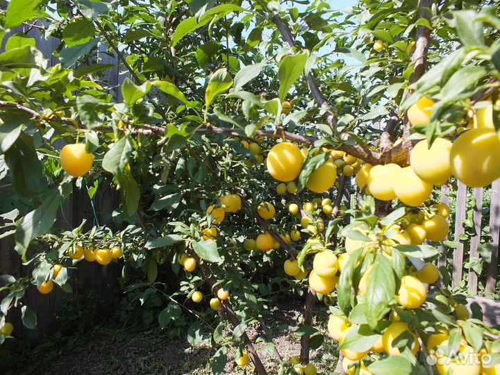 Коллекция сортов алычи