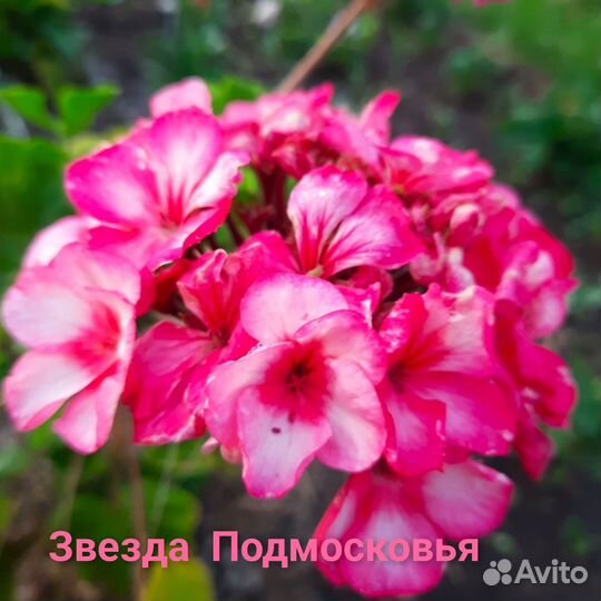 Пеларгония герань