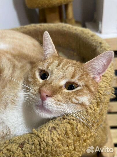 Рыжий молодой котик