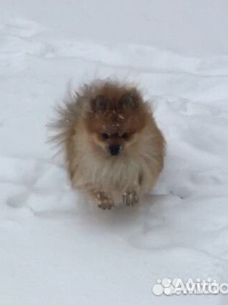 Вязка Бесплатно