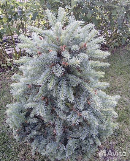 Ель голубая