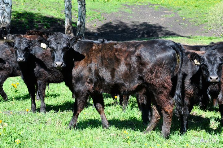Племенные телки и бычки Галловейской породы