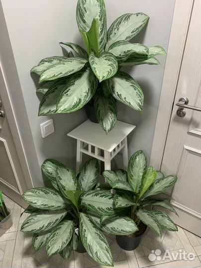 Аглаонема сильвер бей