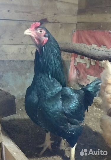 Цыплята(бронь)