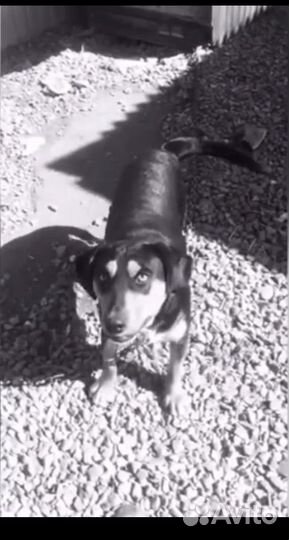 Собака в добрые руки