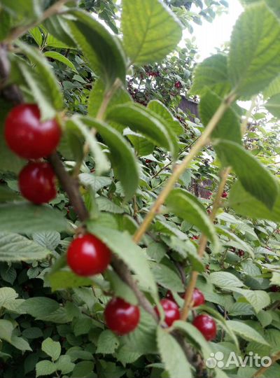 Саженцы вишни