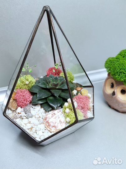 Флорариум с суккулентами. Подарок. Растения. Цветы