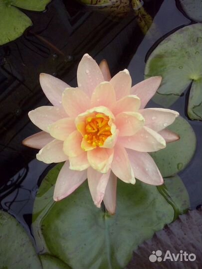 Садовые цветы