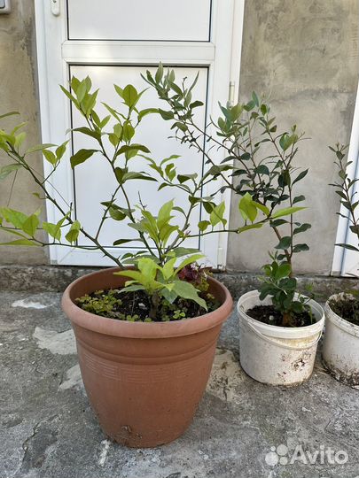 Лимонное дерево