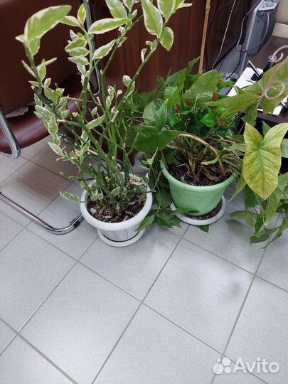 Комнатные цветы