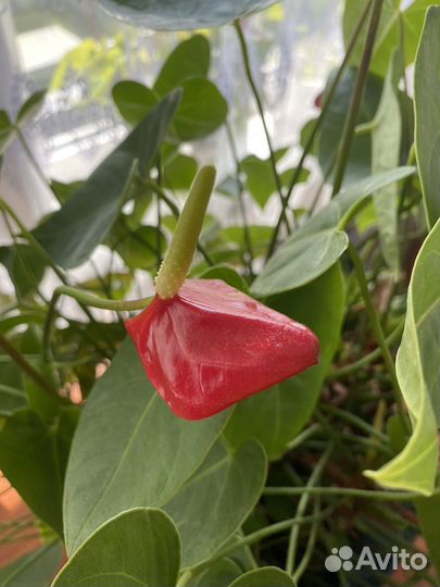 Антуриум. Мужское счастье. Красный