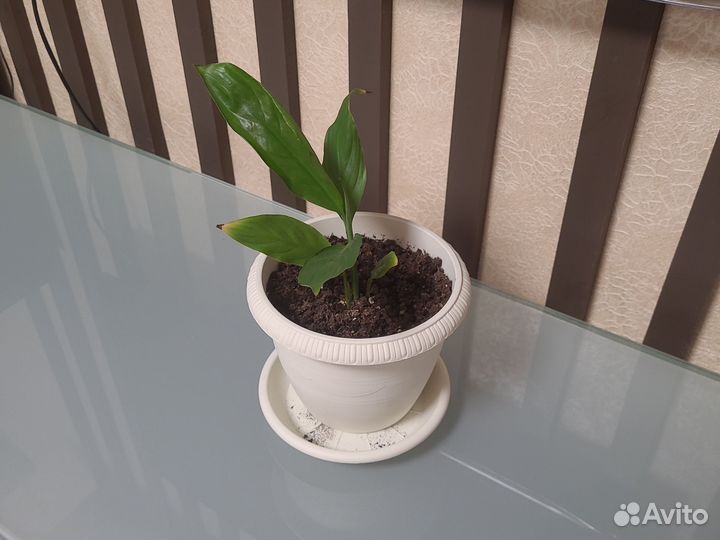 Спатифиллум