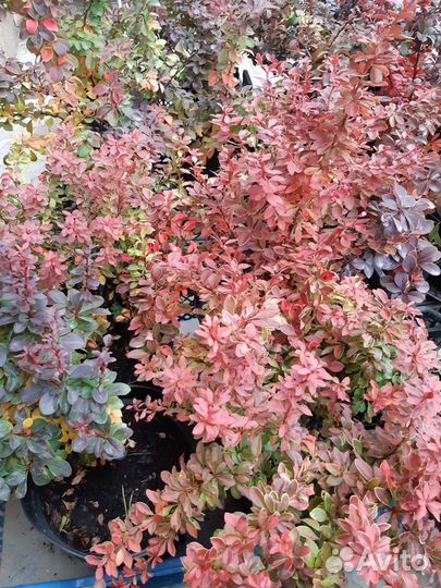 Саженцы барбариса