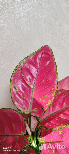 Аглаонема Ред