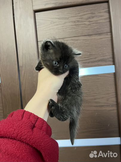 Котенок черный мальчик