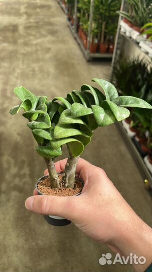 Замиокулькас зензи