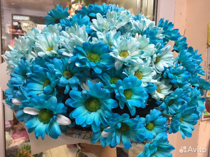 Хризантема кустовая