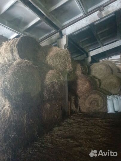 Продам сено в рулонах