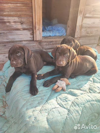 Щенки курцхаара