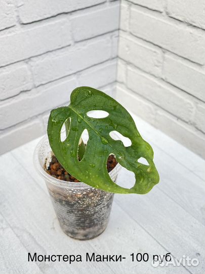 Монстеры, сциндапсусы, эпипремнумы