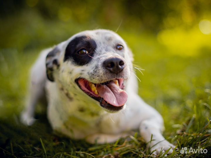 Собака в добрые руки