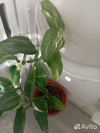 Филодендрон кобра