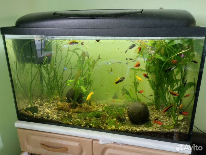 Аквариумные рыбки