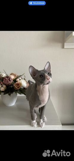 Вязка кошек сфинкс