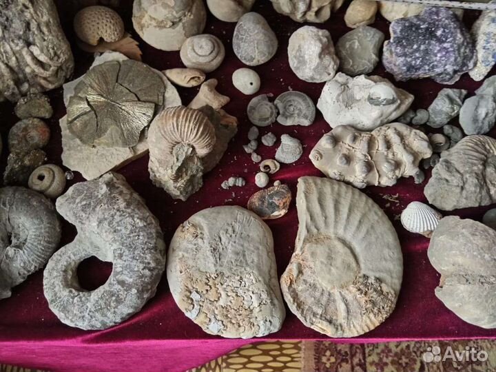 Аммониты. Септарии. Жеоды. Барит. Окаменелости