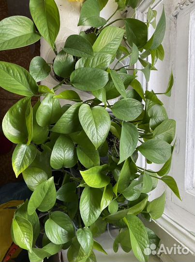 Сциндапсус неон