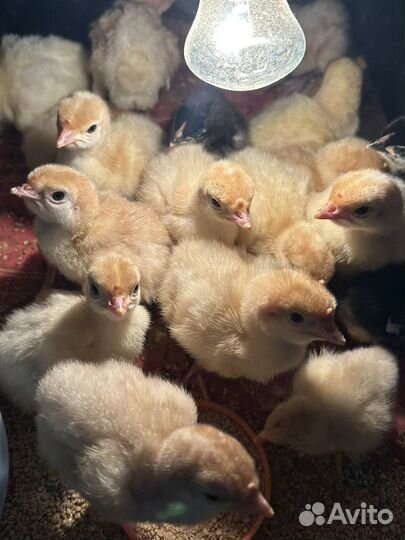 Подрощенные и суточные Бройлерные индюшата,цыплята