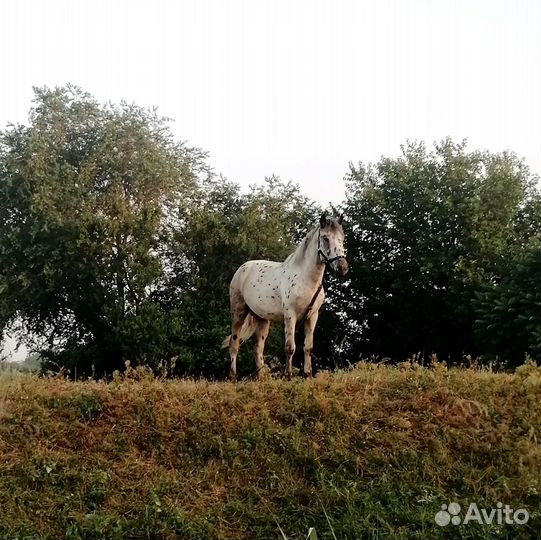 Продается Жеребец Чубарый на племя