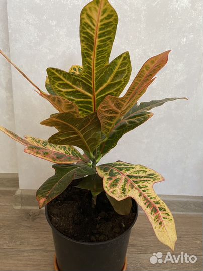 Кодиеум кротон