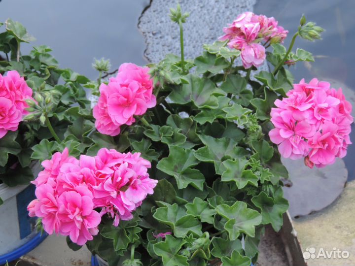 Герань (пеларгония) розовая махровая