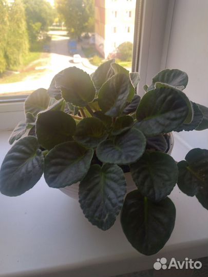 Женское счастье