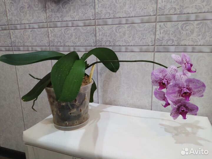 Орхидея фаленопсис Елена (Бурятия)