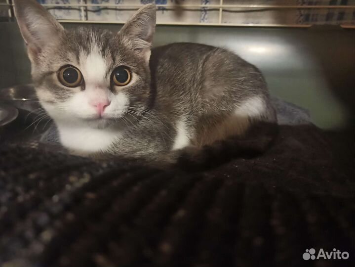 Котëнок Люсенька