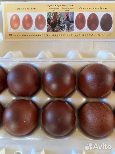 Инкубационное яйцо породистых кур фавероль и маран