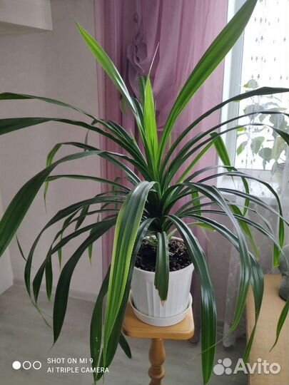 Гибискус, декабрист, юка, виноградовая лиана