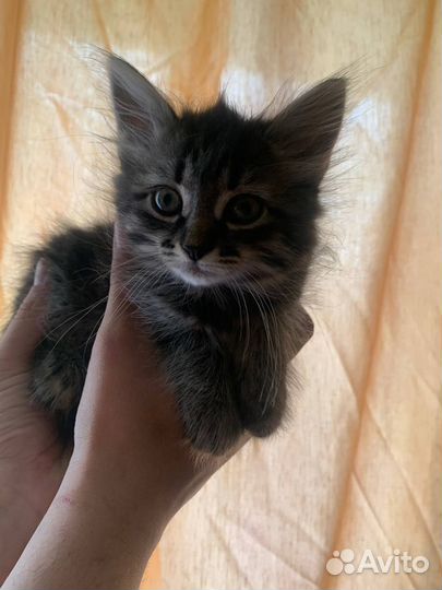 Котёнок