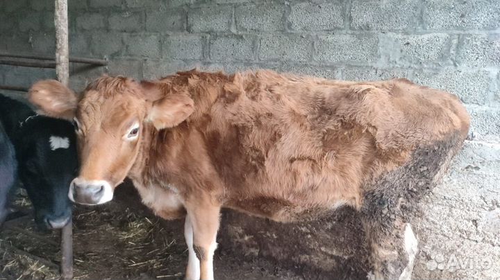 Джерсейская корова