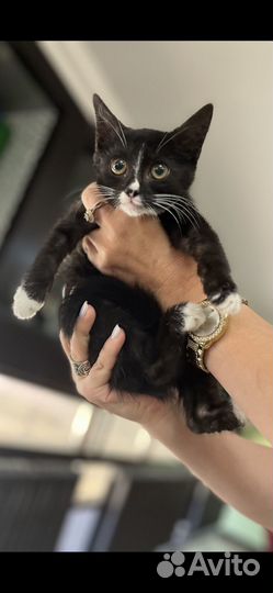 Котеночек Хана