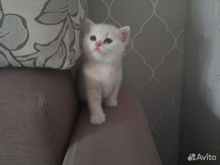 Золотая шиншилла