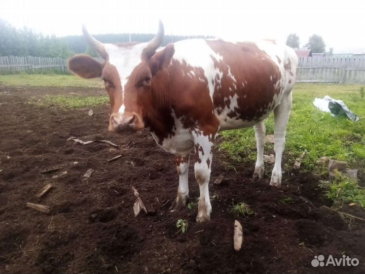 Нетель айширской породы 1.6 года